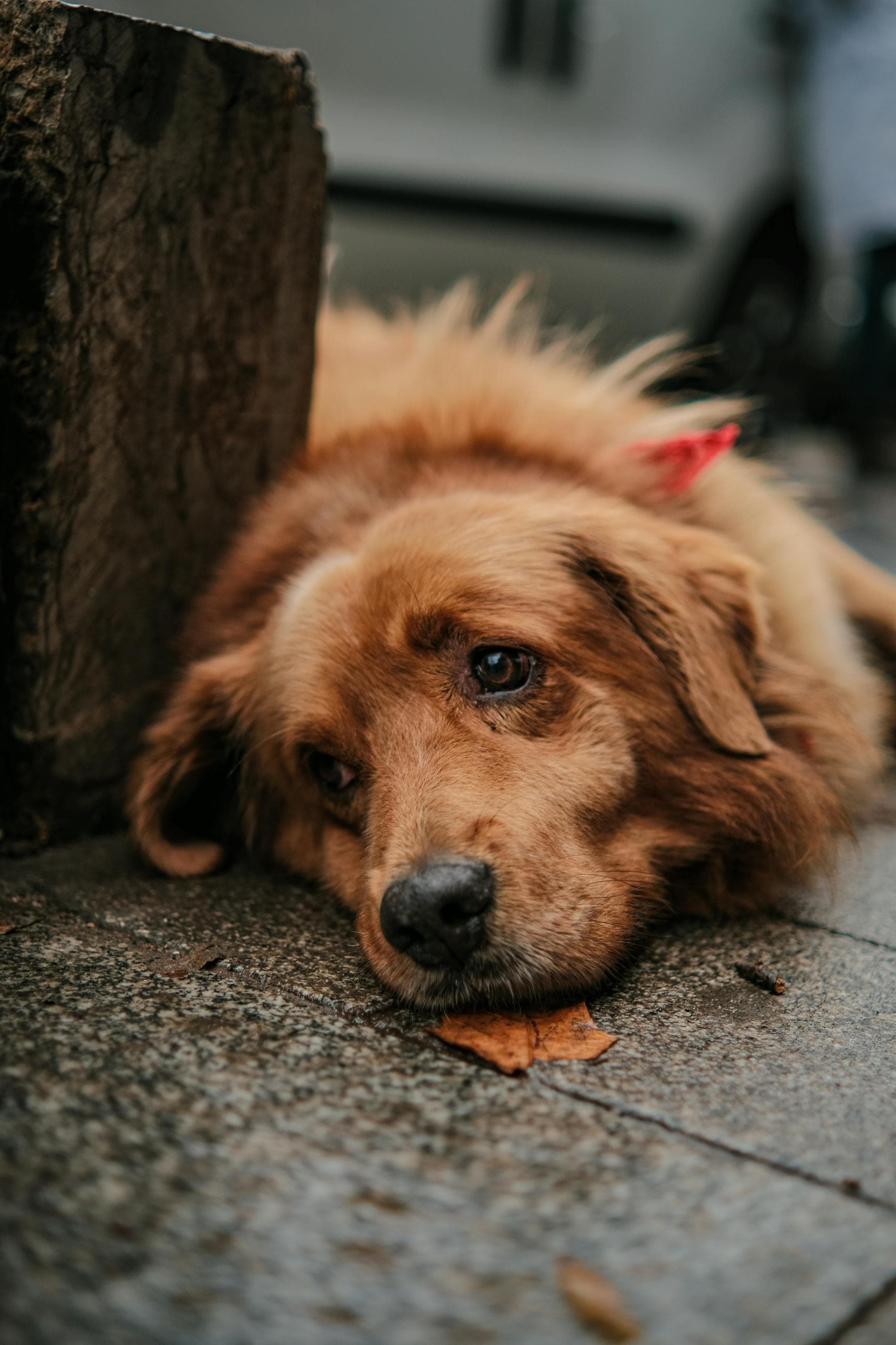 A sad dog
