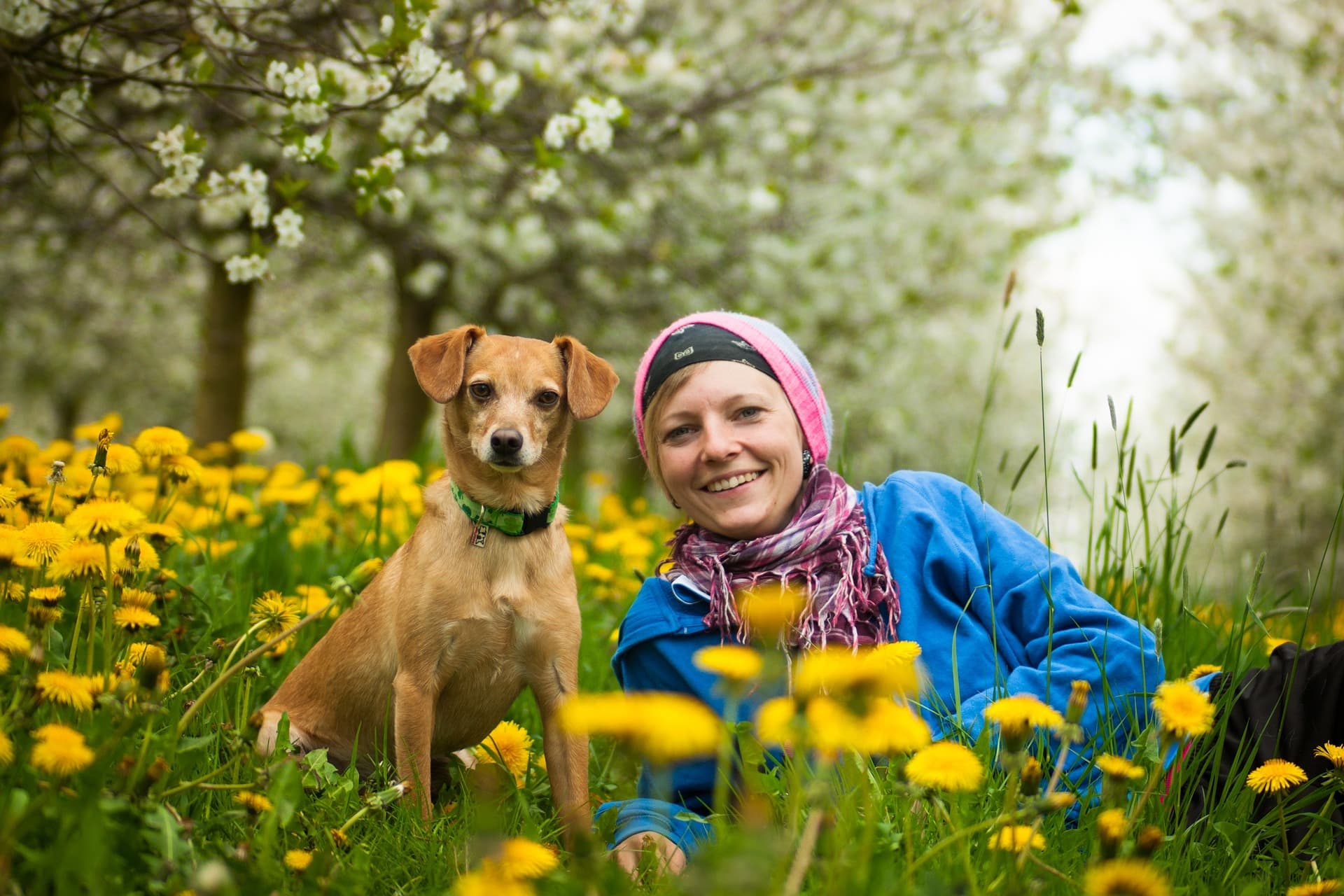 A dog and owner sitting in a sun flower field smiling.