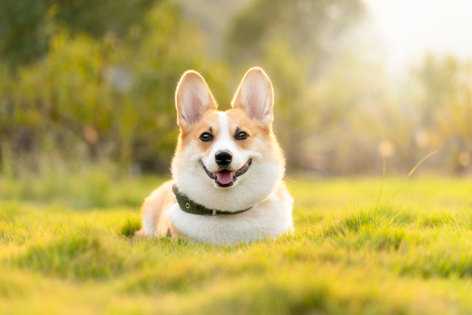A dog smiling in the grass looking at the camera.