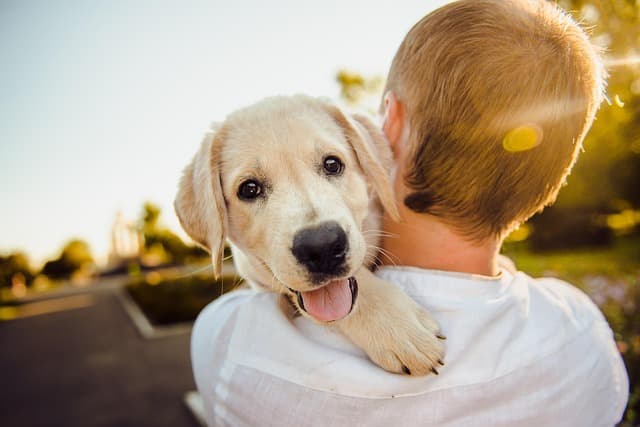 A happy dog being carried by their owner.
