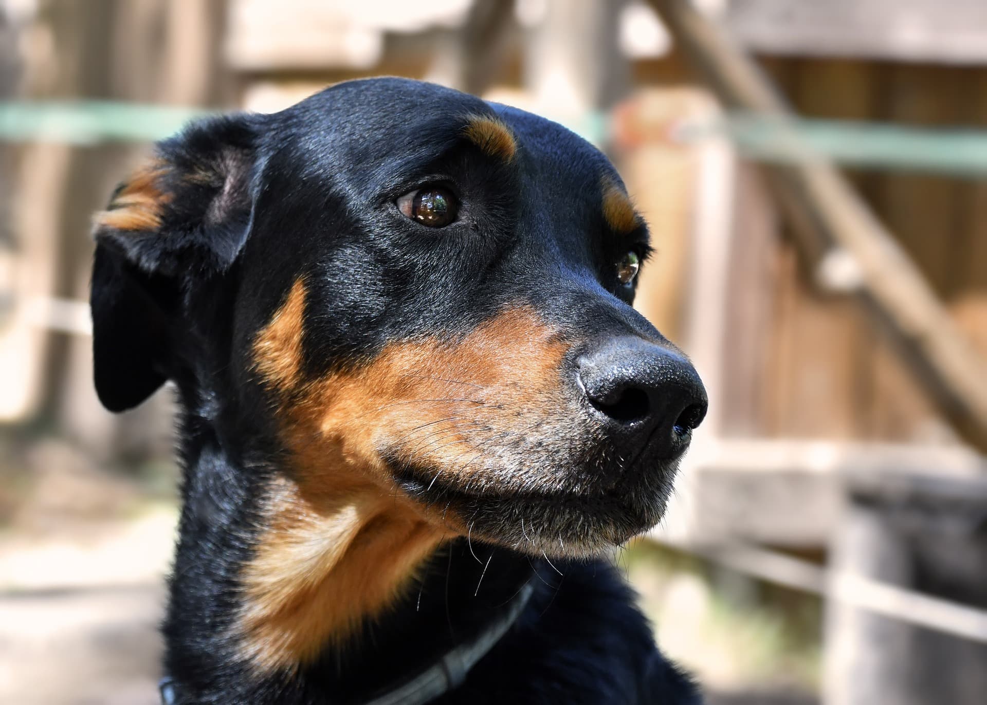 A sad black dog staring off into the distance.