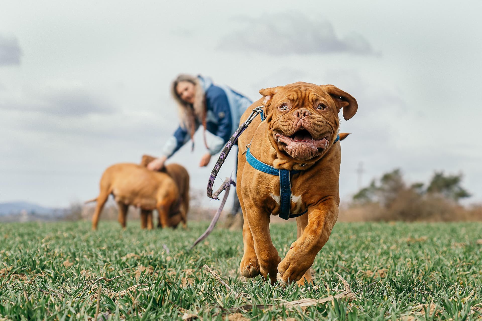 A dog trainer working with two dogs, one running loose leash