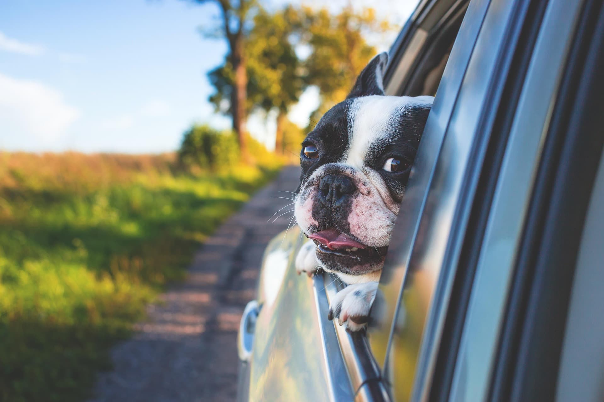 A happy dog stares outside the window of a car that's driving on the road.